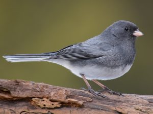 small black bird with white bellies