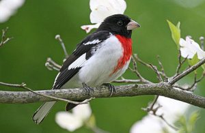 Small Black Birds with White Bellies