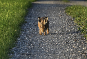 Read more about the article The Spiritual Meaning of Rabbit Crossing Your Path