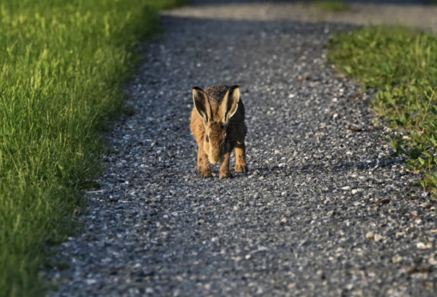 You are currently viewing The Spiritual Meaning of Rabbit Crossing Your Path