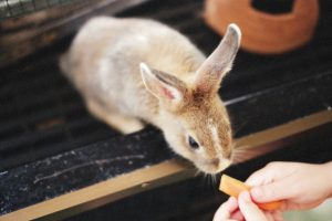 How Long Can a Rabbit Go Without Food?
