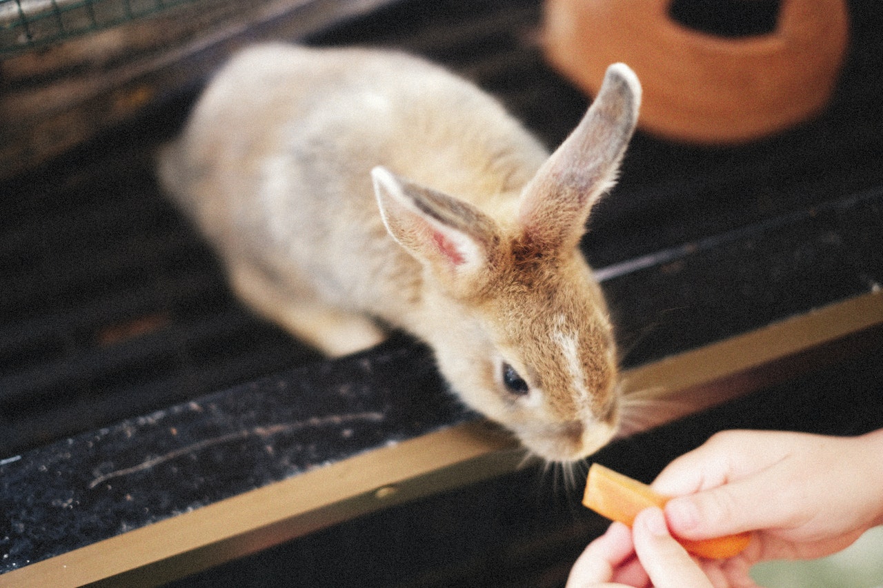 You are currently viewing How Long Can a Rabbit Go Without Food?